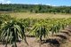Thailand: Aloe vera plantation, Loei Province