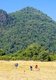 Thailand: Harvesting rice in fields near the Mekong River, Loei Province