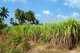 Thailand: Sugarcane, Kuan Pha Lom National Park,  Loei Province